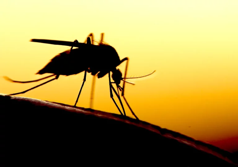 dengue-e-zika-divulgadas-pesquisas-que-p