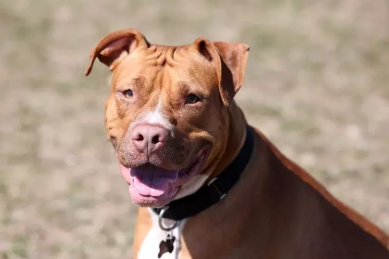 red-nosed-pit-bull-3406870_1920-800x533