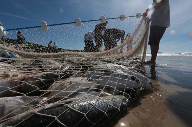 pesca_pescador_tainha_20200924_112575031