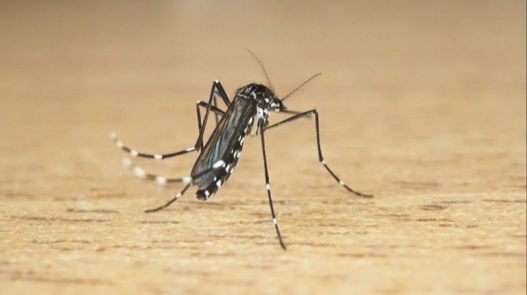 03 - DENGUE SC