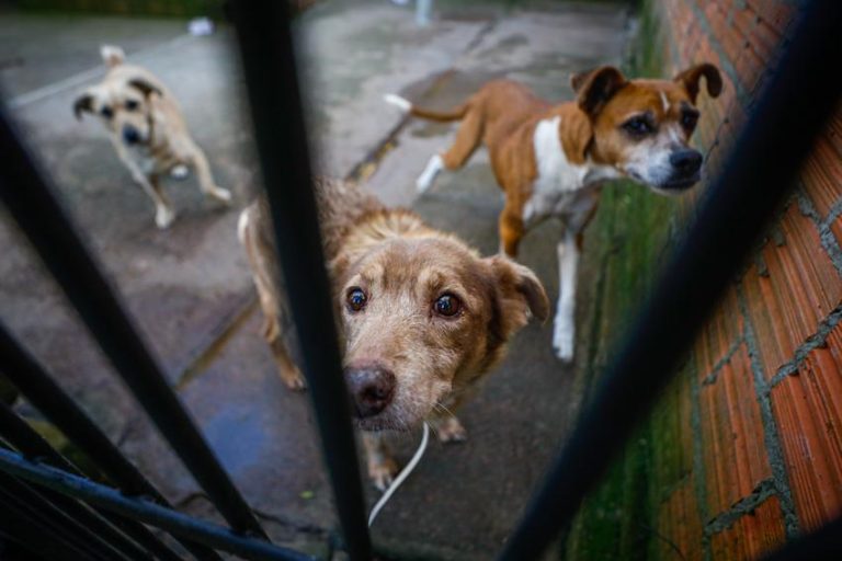 GABINETE DA CAUSA ANIMAL - Feira de adoção de cães e gatos oc