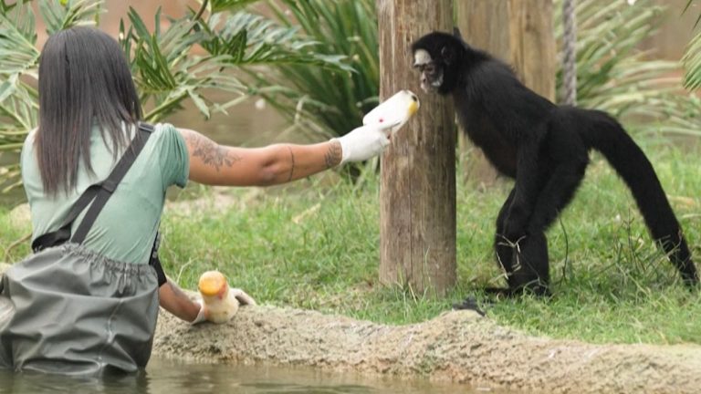 10- PICOLÉS BIOPARQUE
