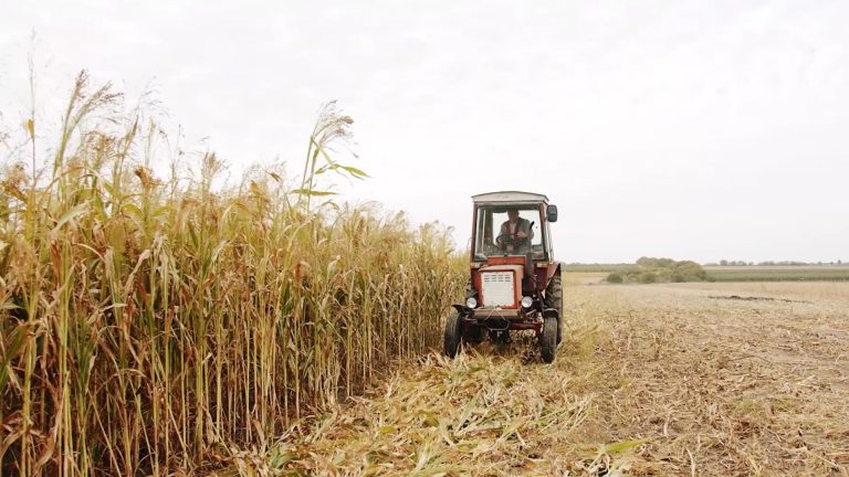 02- CULTIVO SORGO SC