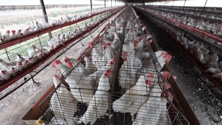 11- GRIPE AVIÁRIA ALEMANHA