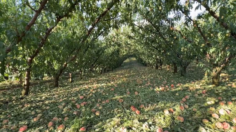 02- APOIO PETROLÂNDIA