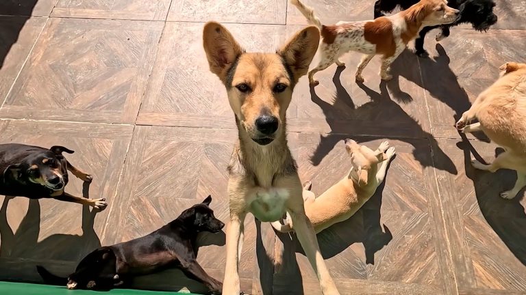 03- REABILITACÃO SC