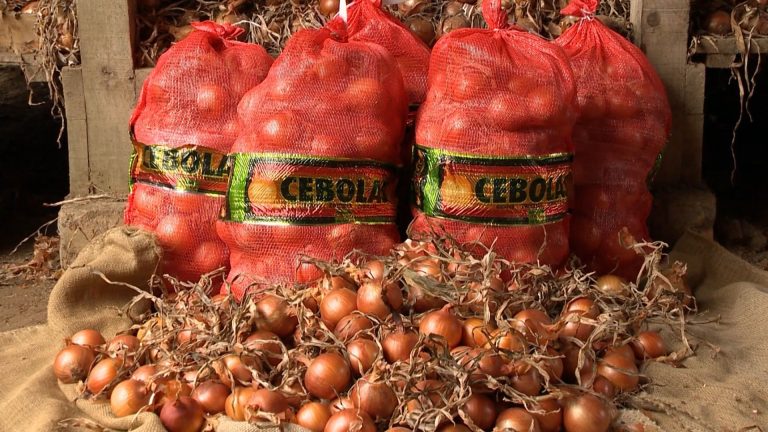 04- COLHEITA CEBOLA SC