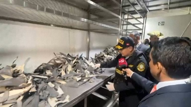 10- BARBATANAS TUBARÃO