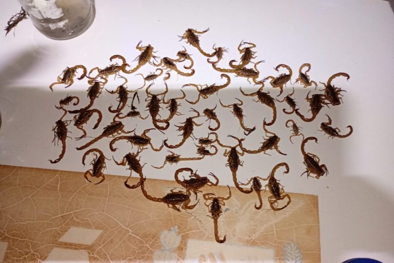 WhatsApp Image 2025-11-17 at 15.03