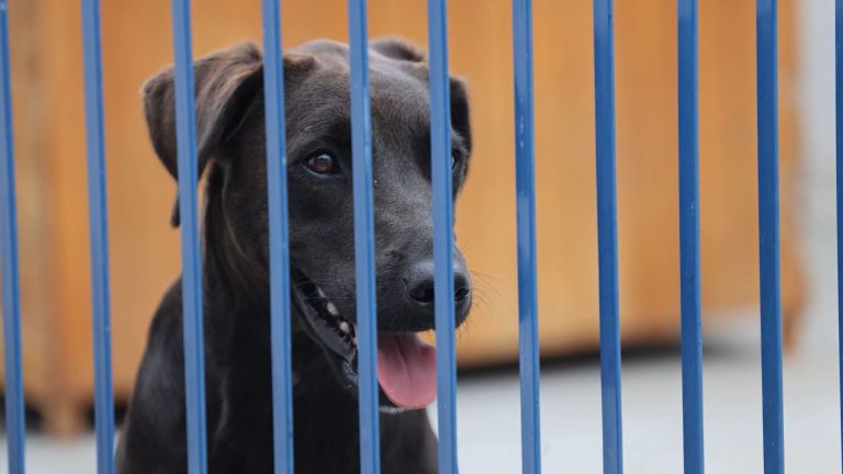 02- REPASSES PET LEVADO A SÉRIO