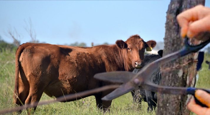 aberdeen-angus-abigeato