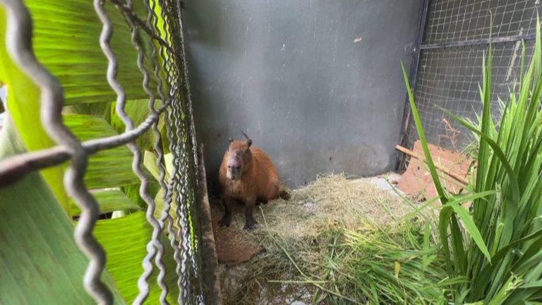 05 AGRESSORES CAPIVARAS