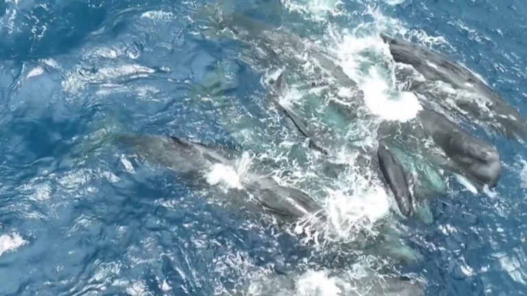 06 nascimento cachalote