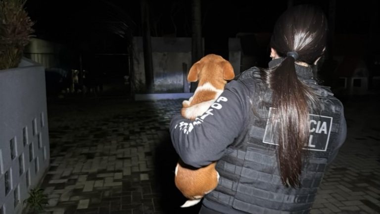 Cão é resgatado durante a ação policial