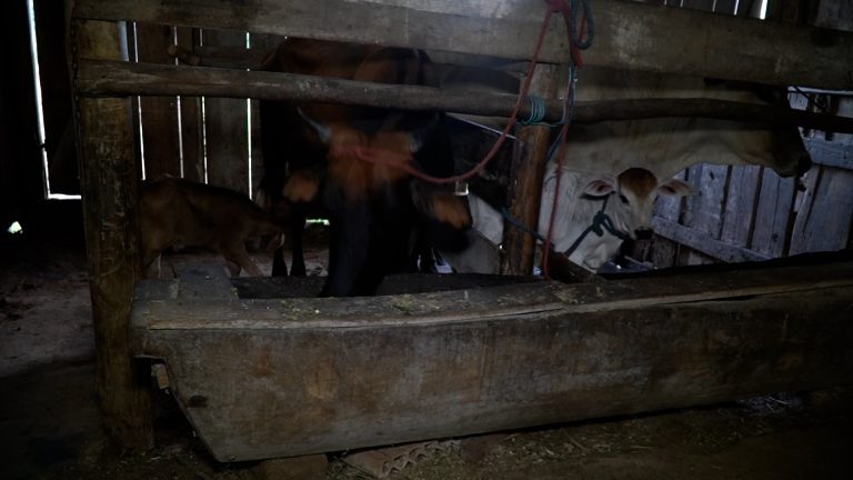 05 RAIVA BOVINA